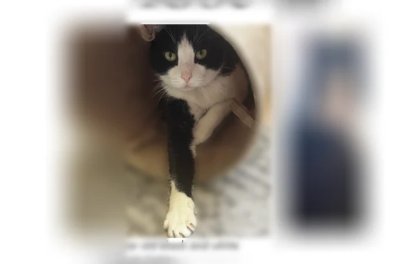 Lost cat, Wilmington Manor, Delaware, Philadelphia - male, tuxedo pattern - photo