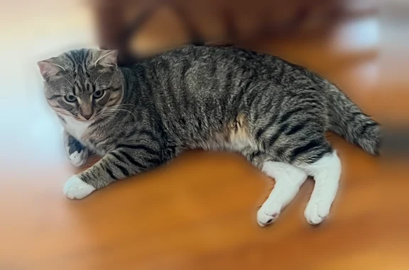 Grey with black stripes and white paws! He is VERY shy and probably hiding. We were pet sitting and he some how managed to open the vent in the room we had him in for the night. Now we can’t find him anywhere:(