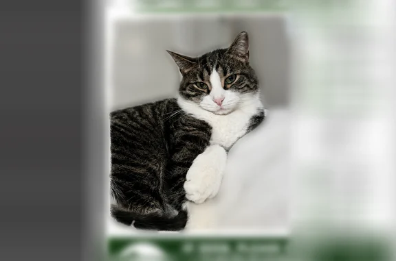 Lost cat, Amityville, New York, West Babylon - photo