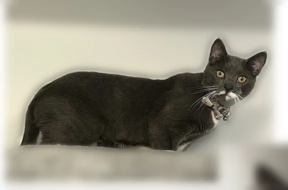 Lost male cat, 76th Avenue, 247-05, Lynbrook — dinosaur bow tie, grey flea collar - photo