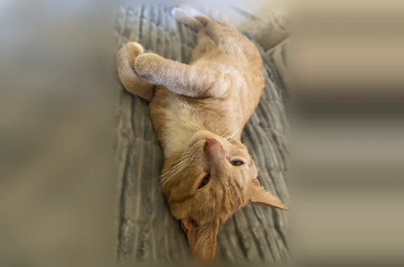 Found pets Indio, photo: Found cat, Jackson Street, 42213, Indio - young orange tabby