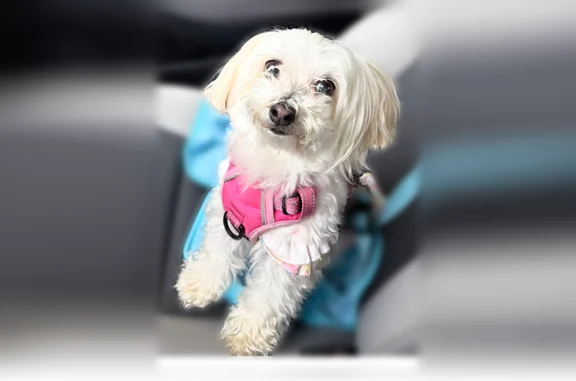Lost dog, Ryerson Road, 776, Franklin Lakes - female, white Morkie with tan spots - photo