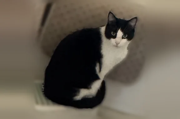 Lost pets Overland Park, photo: Lost cat, Clover Street, 10321, Overland Park - male tuxedo, no collar