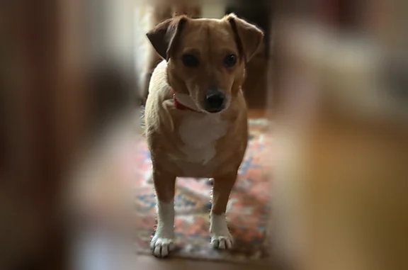 Missing dog Plymouth Meeting, photo: Missing dog Female, Plymouth Meeting (usl540607)