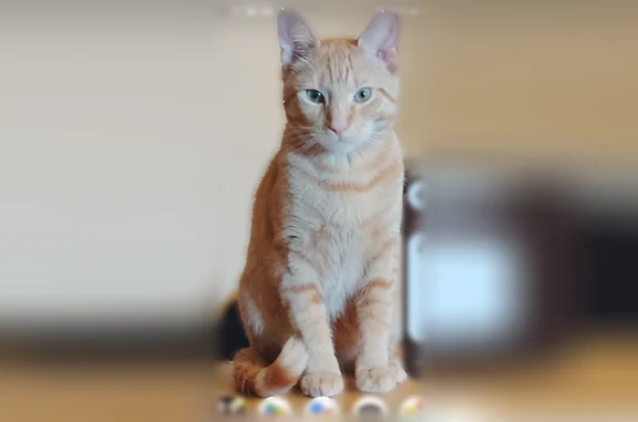 Lost cat, Brown Street, 52, Pawtucket - photo