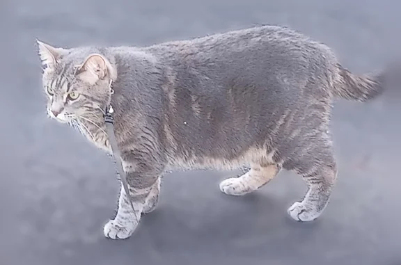Lost cat, Rockford, Illinois - large grey neutered male - photo