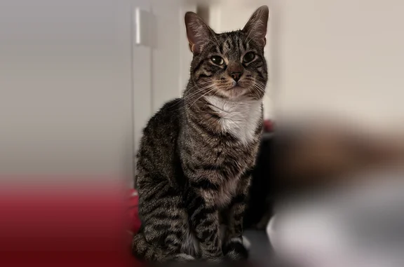 Missing cat Chicago, photo: Lost cat, West 63rd Place, 7049, Chicago - male with white paws and a white-tipped tail