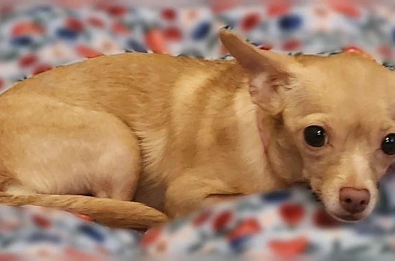 Missing dog Female, Salt Lake City (usl540616) - photo