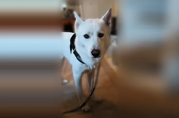 Lost dog, West 1st Street, 100, Los Angeles - male - photo