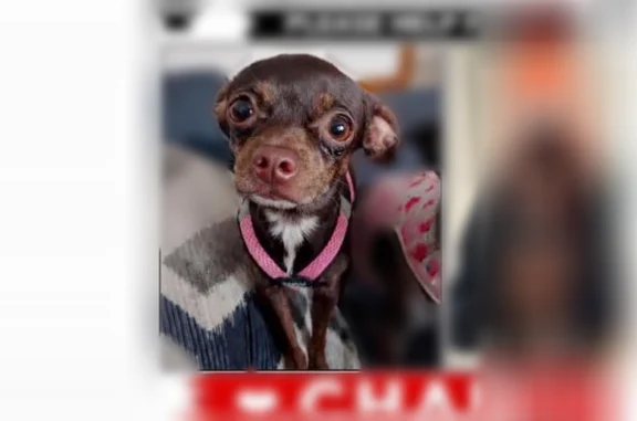 Lost dog, Blue Island, Chicago - female Chihuahua, light brown eyes - photo