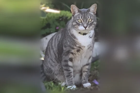 Lost cat, male, Paseo De Gracia, 355, Redondo Beach - shy striped cat, microchipped - photo