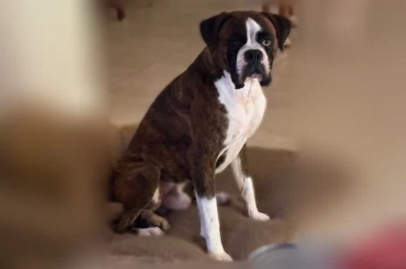 Lost dog, Collier Parkway, 3032, Land O' Lakes, Victor - male boxer with an American flag collar - photo