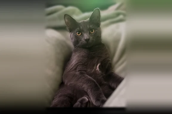 Lost cat, Buckingham Street, 1427, Toledo - male, all grey, chipped ear - photo