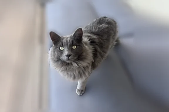 Lost cat, Ellis Avenue, 28380, Romoland, Los Angeles - male, partially shaved on the back and tail - photo