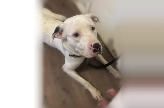 Lost pets Arlington, photo: Lost dog, Huntingdon Avenue, Dallas - male, white with black spots