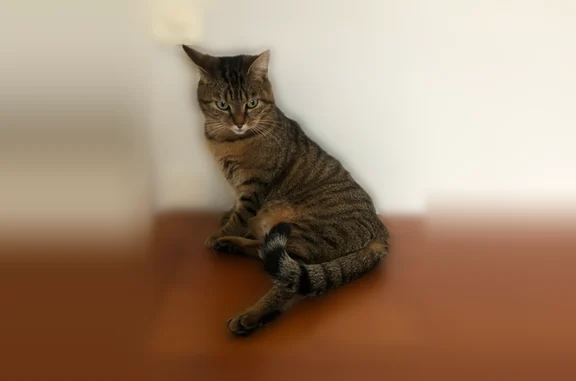 Chat perdu femelle, Obernai, Grand Est - photo