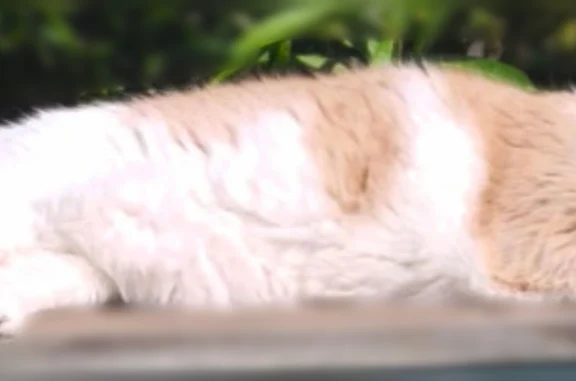 Chat perdu mâle, Impasse des Violettes, Cannes - roux et en surpoids - photo