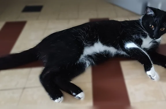 Perdu chat mâle, Rue Michel Laval Prolongée, 21, Saint-Étienne - sociable et joueur - photo