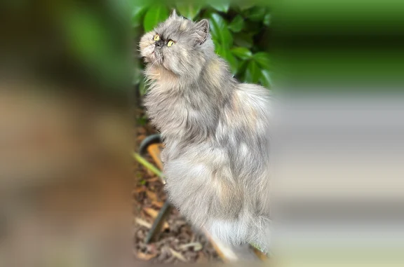 Chat perdu, femelle, Avenue de Lapeyrière, Saint-Jean, Paris — craintive, grise, 14 ans - photo
