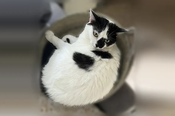 Chat perdu, Avenue Edouard André, 14, Boisseron - femelle - photo