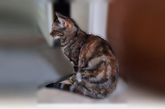 Chat perdu femelle, Avenue des Carrés, 17, Annecy - très craintive, nez bicolore - photo