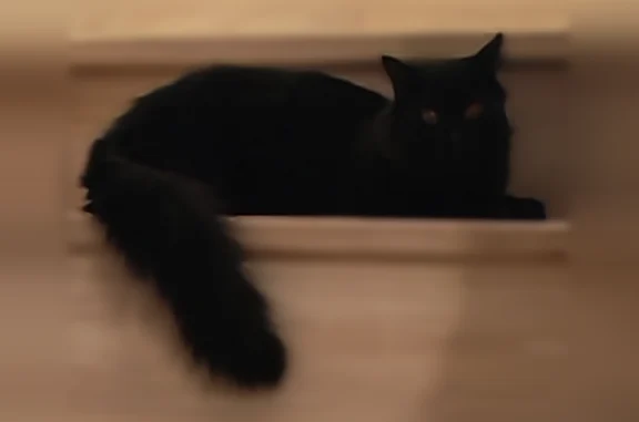 Bonjour j'ai perdu mon petit chaton junior noir le 20/06/2026 il n'a pas labitude d être dehors chat de maison petit de taille et gros et poilu merci de me contacter si vous l'avez vue ou trouvé 0650785072