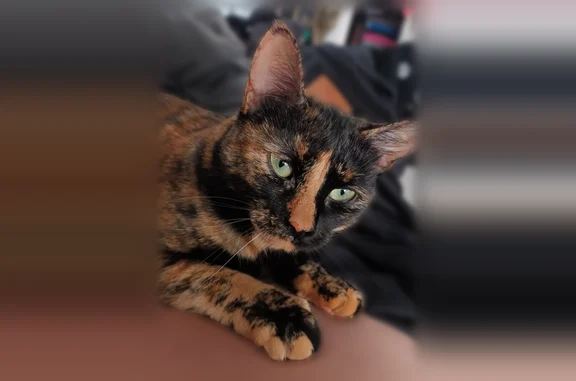 Chat perdu femelle, Rue de Paris, 122, Montreuil - peureuse - photo
