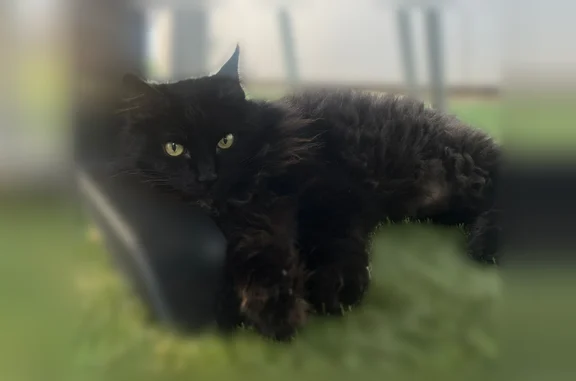 Perdu chat femelle, Rue Alexandre Fourny, Champigny-sur-Marne - noire et pucée - photo