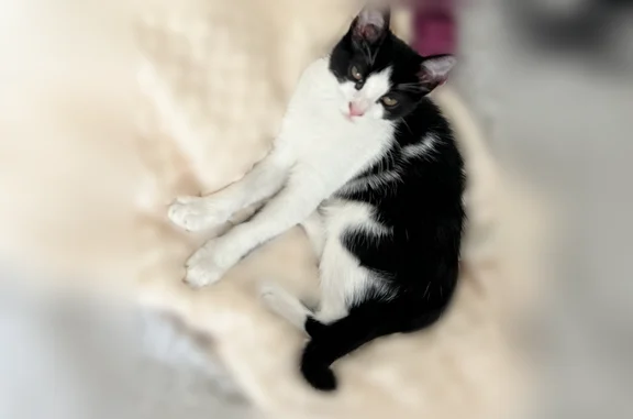 Chat perdu, Rue des Ajoux, 2, Courbevoie, Paris - femelle stérilisée - photo