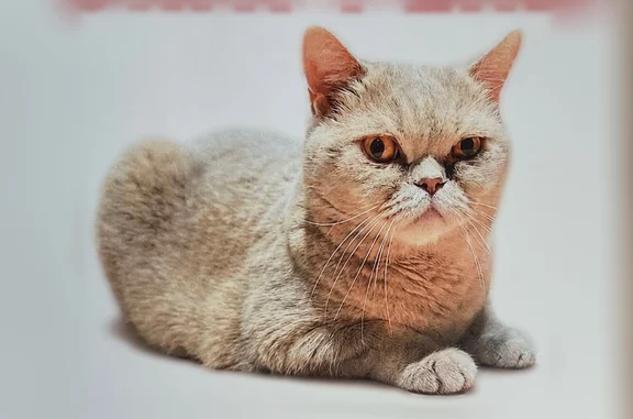 Chat perdu, Rue Georges Guynemer, 638, Douai - femelle, très douce - photo