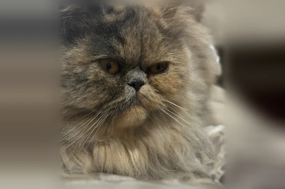 Perdu chat femelle, Rue Roger Salengro, 15, Rosny-sur-Seine, Paris - photo