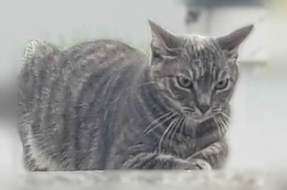 Chat perdu, Angoulins, photo: Chat perdu, femelle, Angoulins, Rouen - grise avec une tâche claire sur la tête