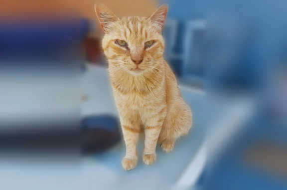 Chat perdu, Torreilles, photo: Chat perdu mâle, Torreilles Plage, derrière La Boîte à Sardines, Torreilles - roux, castré, 9 ans