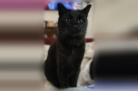 Lost cat, Milla Court, 1503, Euless - black, vocal, skittish - photo