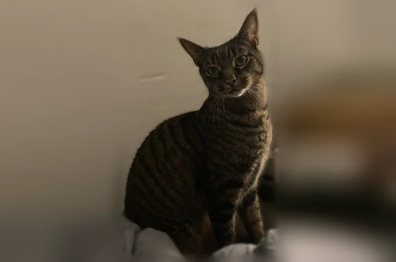 Chat perdu, Montreuil, photo: Chat perdu mâle, Rue d'Houat, 6, Nantes - tigré, 12 ans