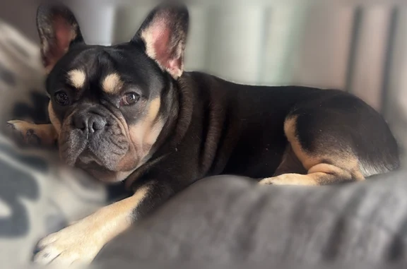 Lost dog, South Maple Avenue, 2336, Fresno - male Frenchie, black and tan with tan eyebrows - photo