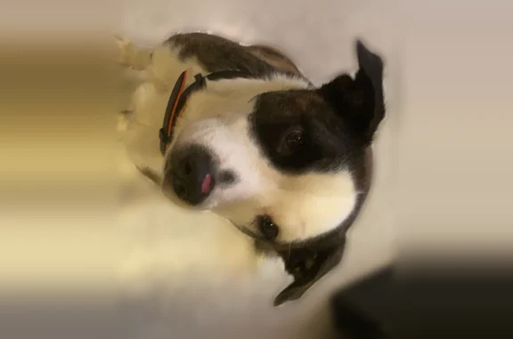 Lost dog, Turkey Track Road, 4485, Martinsville - male, curly tail - photo