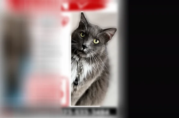 Lost cat, Vía Salida, 1673, Palm Springs — male, neon yellow eyes - photo