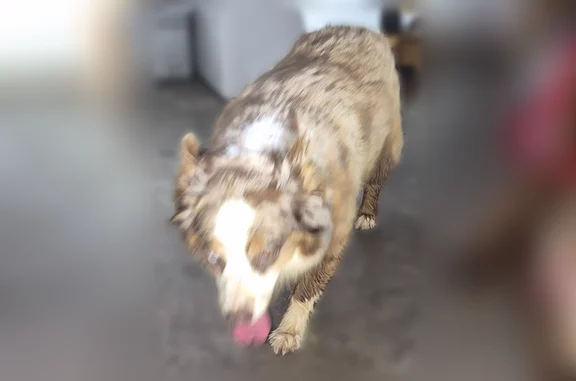 Lost and found pets Iowa Park, photo: Found dog, East Valley Drive, 129, Iowa Park - two dogs came into a garage