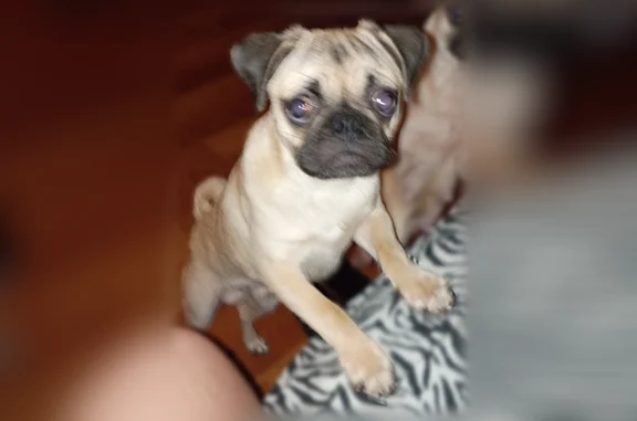 Lost dog, male, Prescott Street, Corpus Christi - photo