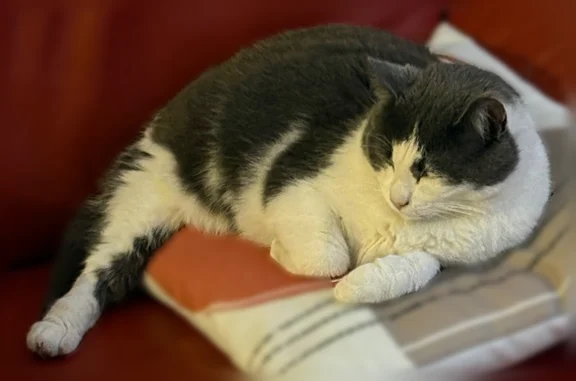 Chat perdu, Rue Sadi Carnot, 55, Noyelles-sous-Lens - femelle - photo