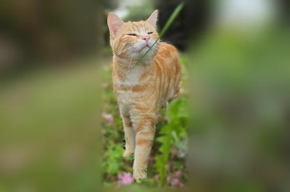 Chat perdu mâle, Chemin de Bel-Air, Pechbonnieu - roux jaune, yeux jaunes - photo