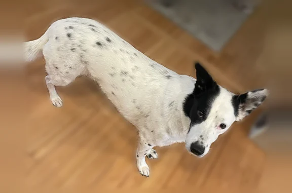 Lost dog, Frey Road, 7083, Shepherd - black and white, one floppy ear - photo