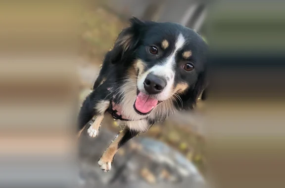 Lost dog, Blue Ridge, Georgia, Morganton - female mini Aussie - photo