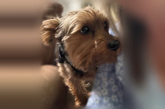 Lost dog, Eaton Rapids Road, 7581, Springport - male Yorkie, black collar with orange trim - photo
