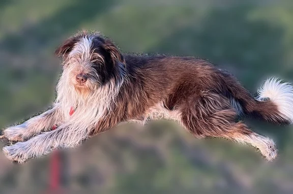 Brown and white border collie mix, wiry type long haircoat. Can be fearful of strangers so may not come up to people altho she loves to play ball and eat treats Has collar (probably can't see due to fur) and microchipped.
