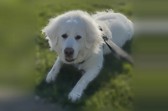 Lost dog, Little River Turnpike, 36138, Middleburg, Atlanta - big white fluffy Great Pyrenees - photo
