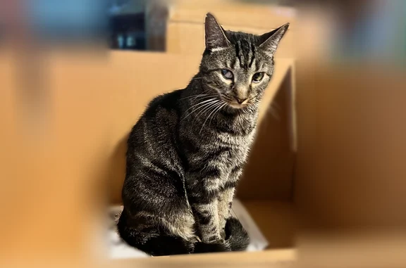 Lost cat, Franklin Street, 437, Bloomfield — male tabby, answers to name - photo