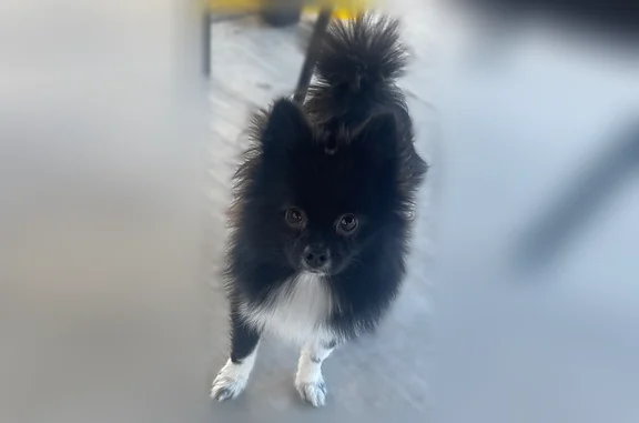 Lost dog, Powell Avenue, 4133, Whitney, Las Vegas - female, all black with white legs and chest - photo