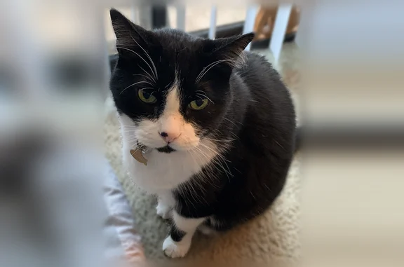 Lost cat, North 19th Avenue, 14230, Phoenix - black and white tuxedo, green eyes - photo